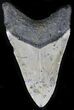Bargain Megalodon Tooth - North Carolina #22958-2